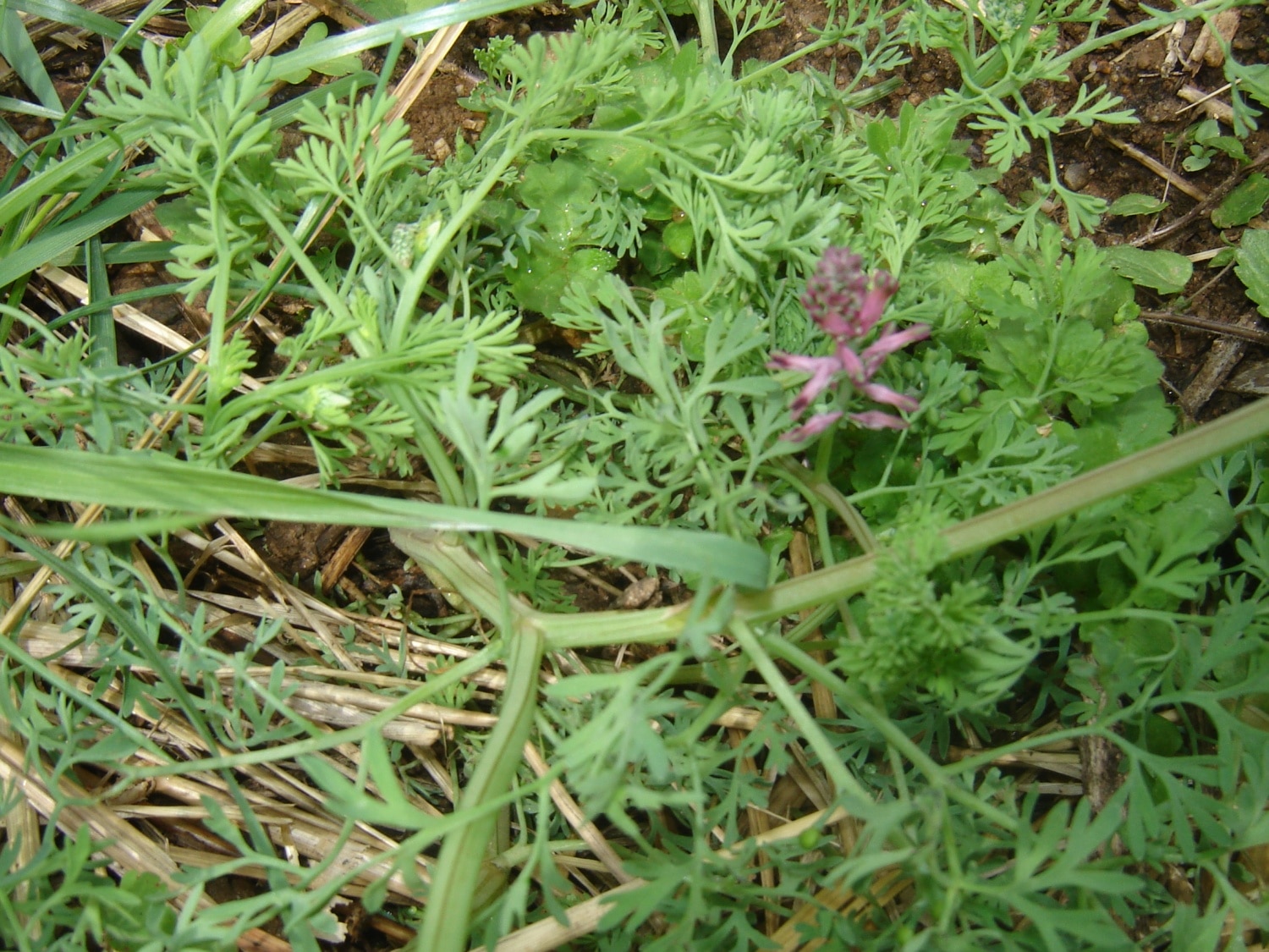 Les mauvaises herbes dans un jardin 